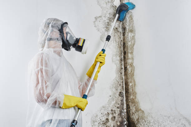 Professional Mold Removal in Oceanside, CA
