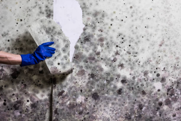 Best Residential Mold Removal  in Oceanside, CA
