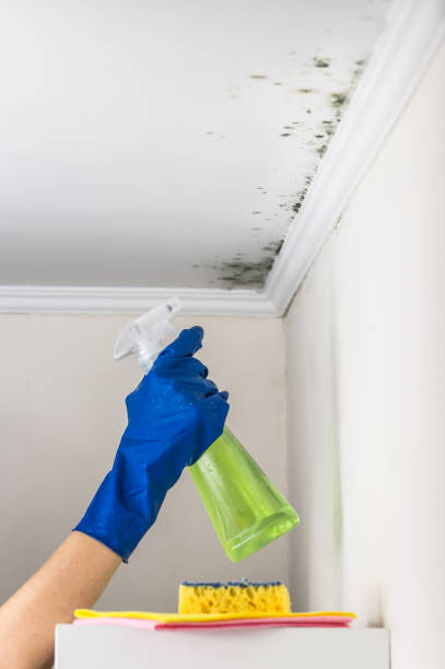 Best Attic Mold Removal  in Oceanside, CA